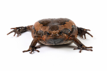 Banded bullfrog (Kaloula pulchra) closeup face on white background,  Kaloula pulchra toad  moving, Indonesian toad closeup