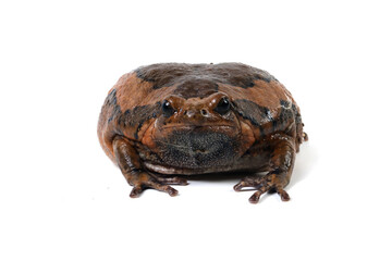 Banded bullfrog (Kaloula pulchra) closeup face on white background,  Kaloula pulchra toad  moving, Indonesian toad closeup