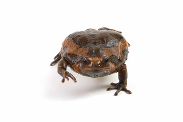 Banded bullfrog (Kaloula pulchra) closeup face on white background,  Kaloula pulchra toad  moving, Indonesian toad closeup