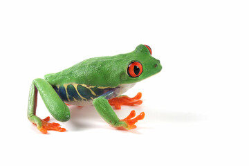 Red-eyed tree frog on white background, red-eyed tree frog (Agalychnis callidryas) closeup