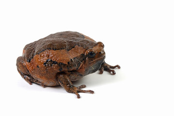 Banded bullfrog (Kaloula pulchra) closeup face on white background,  Kaloula pulchra toad  moving, Indonesian toad closeup