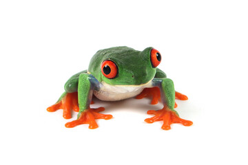 Red-eyed tree frog on white background, red-eyed tree frog (Agalychnis callidryas) closeup