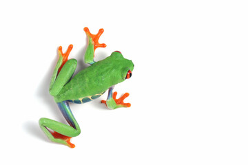 Red-eyed tree frog on white background, red-eyed tree frog (Agalychnis callidryas) closeup
