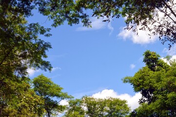 trees and sky