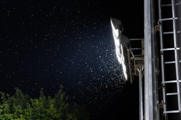 Swarm of bug or moths playing, attracting and flying around light from stadium floodlight at night...