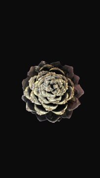 Time lapse of opening pine cone isolated on black background, vertical orientation