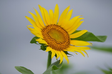 Obraz premium I went to a beautiful sunflower field last weekend