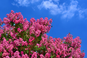 サルスベリの花