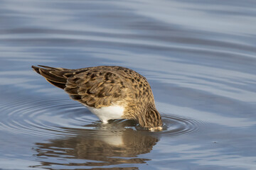 Temminck’s Stint