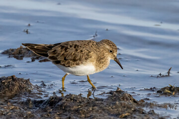 Temminck’s Stint