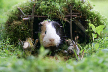 A guinea pig in a forest eco house in nature