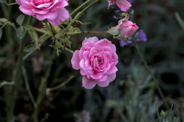 Pink roses in the garden with wonderful blossom and background bokeh