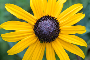 Coneflowers Echinacea macro shot with nice yellow and green colors