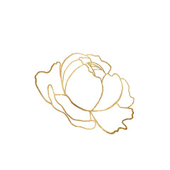 Watercolor golden and white outline peony flower illustration element