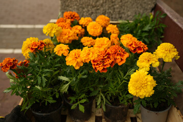 Bouquet of yellow and orange flowers