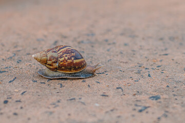 Snail closeup. A snail is walking slowly along the path.