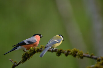 bird, robin, natur, wild lebende tiere, tier, wild, ast, schnabel