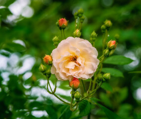 Blossom of an orange rambling rose flower