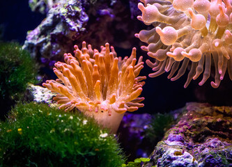 Naklejka na ściany i meble Coral in a saltwater aquarium