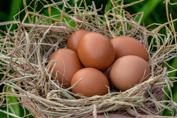 Fresh chicken eggs in a straw basket.Organic farming, animal rights, back to nature