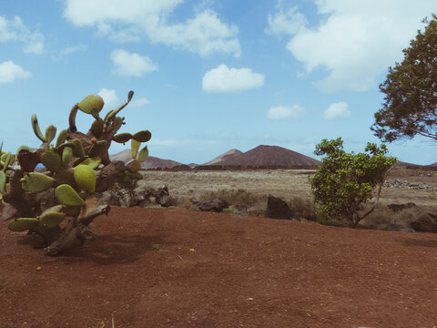 Paisaje natural volc&aacute;nico enmarcado con cactus y vegetaci&oacute;n y un gran volc&aacute;n inactivo al fondo en Lanzarote, Islas Canarias en un d&iacute;a soleado con el cielo azul despejado.