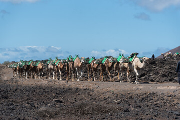 Camellos con montura verde en  fila en un camino con una montaña volcánica detrás de rocas oscuras y negras durante un día soleado con el cielo azul en Lanzarote, Islas Canarias. Recursos turísticos 
