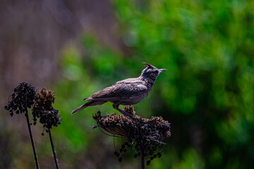 small grey bird field lark