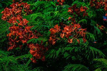red flowers on acacia tree