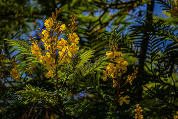 tree in the morning yelloiw flowers