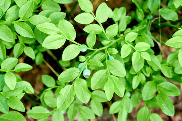 Wild blueberry ripens in the forest