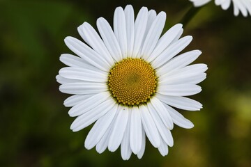 Gänseblümchen (Bellis Perennis)