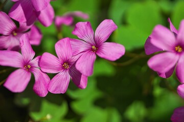 Sauerklee (Oxalis articulata)