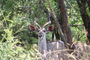 kudu antelope hidden in the bush