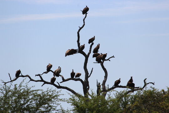 vultures on a tree