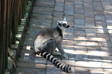 Fototapeta premium ring lemur