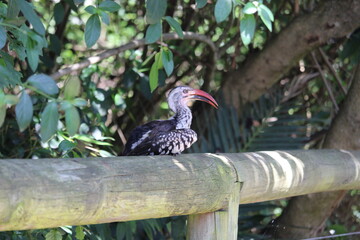 red billed hornbill