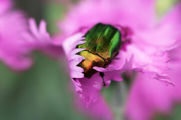 Morning. The green bronze sleeps in the petals of a flower