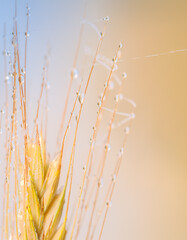Obraz premium close-up of an ear of rye with dew drops on a blue-yellow background