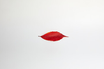 a single autumn leaf of red color on a white insulating background