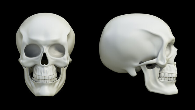 3D illustration of a skull with front and side views. 3D illustration
