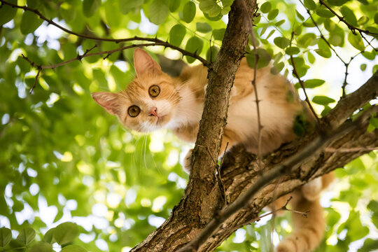 Red cat is sitting on a tree. scared look.