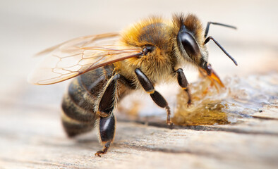 A honey bee eats honey. Close-up, macro.
