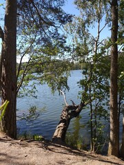 Green trees on the lakeshore in a forest