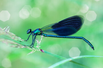 dragonfly insect  sitting on a grass