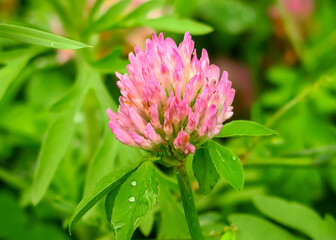 Fototapeta premium pink clover flower grows on the field. picking medicinal plants concept