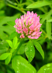 pink clover flower grows on the field. picking medicinal plants concept
