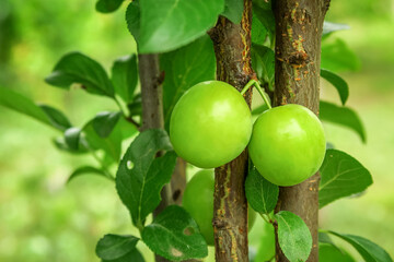 yellow plum grows and ripens on a branch of a plum tree. plum cultivation concept