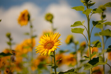 Blooming sunflower flower on the field. Beautiful natural yellow background.