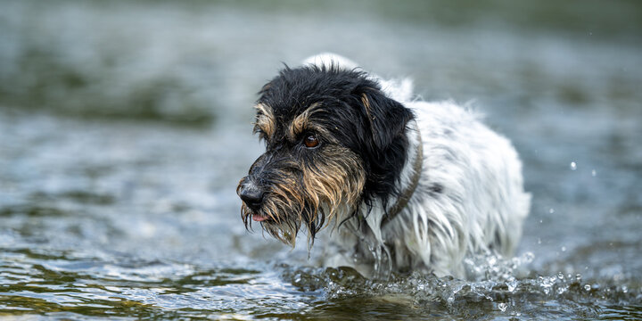 Small Funny Jack Russell Terrier Dog Cools Off With Joy In Water