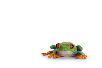 Vibrant Red-eyed tree frog aka Agalychnis callidryas, sitting facing front on surface. Looking towards camera with the typical bright eyes. Isolated on a white background.